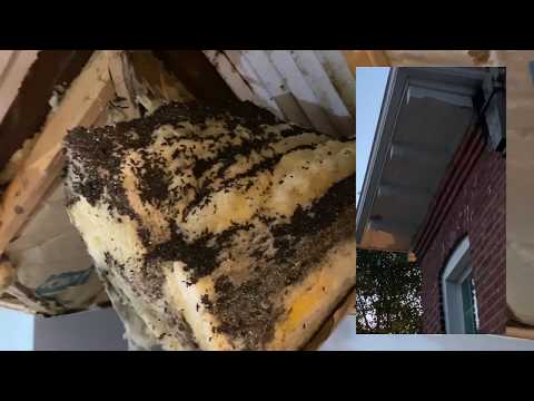 Attic Cleanout | Bat Guano and Contamination Removal | Fort Wayne, Indiana