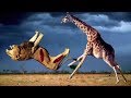 기린 vs 사자 우열을 가릴 수 없는 싸움!!ㅣPOWERFUL GIRAFFE vs LION REAL FIGHT!!