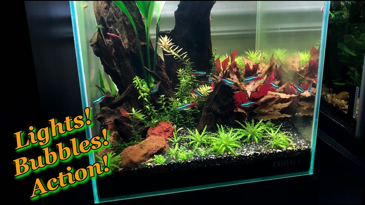 Cobalt Microvue Aquarium Update - Things are brighter