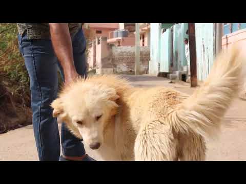 DOG DOG 92 #puppy #cute #pets #doglife #funny