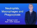 A Level Biology Revision "Neutrophils, Macrophages and Phagocytosis"