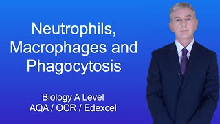 A Level Biology Revision "Neutrophils, Macrophages and Phagocytosis"