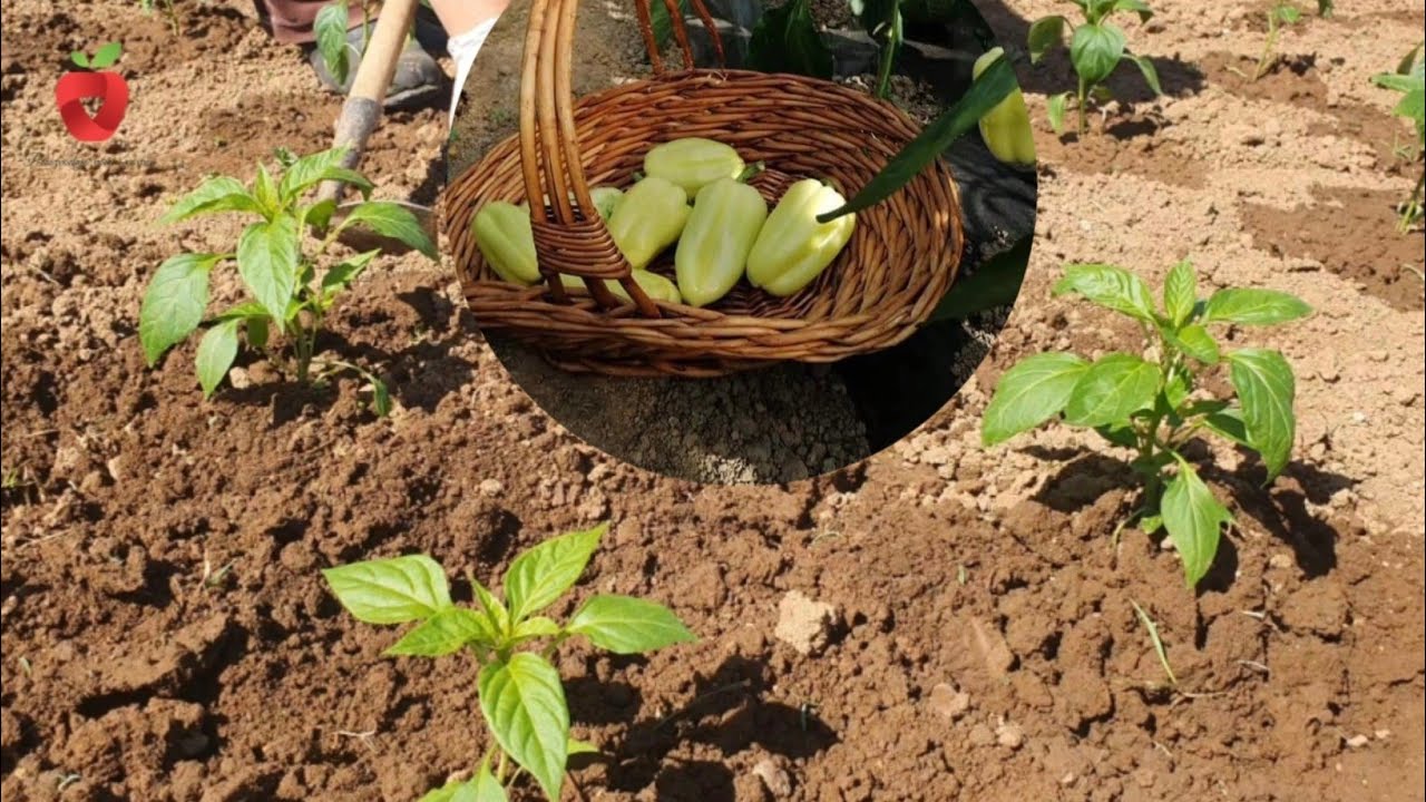 Посадка перца в открытый грунт – как правильно вырастить