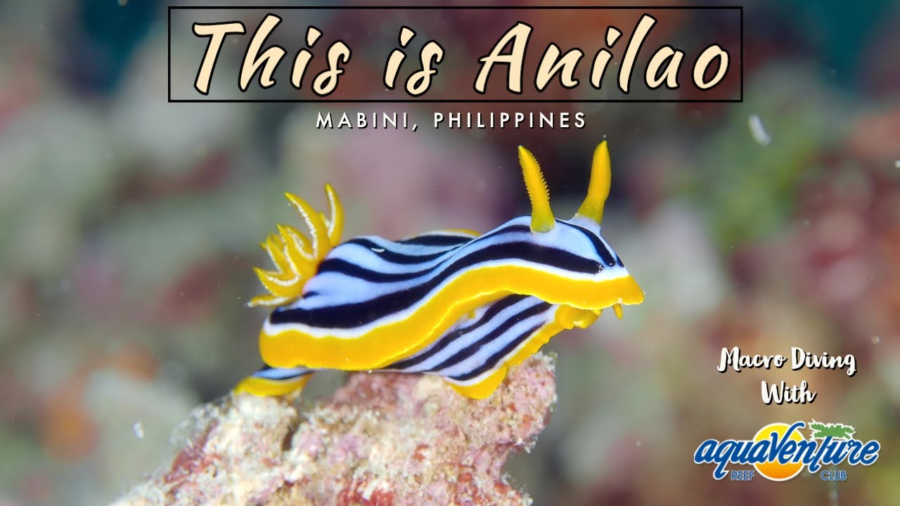 This is Anilao : Welcome to AquaVenture Reef Club