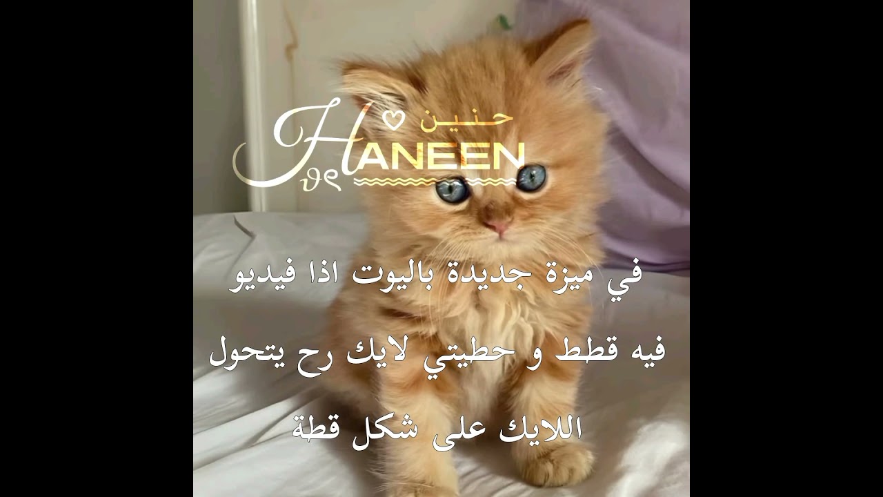 جربوها،😭 #تفاعلو #قطة #قطط #شلتنا #cat #cats #قطط #bts #twice #fyp