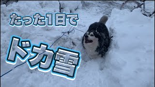 玄関開けたらまさかの別世界😵新雪&深雪に喜びまくるシベリアンハスキー