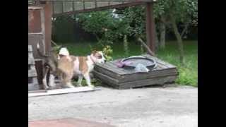 Amstaff - Expert & A Terierkowo Part 7- 4,5 Mies - 2013