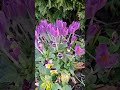 Spring flowers are coming [3] #andonmixvlog