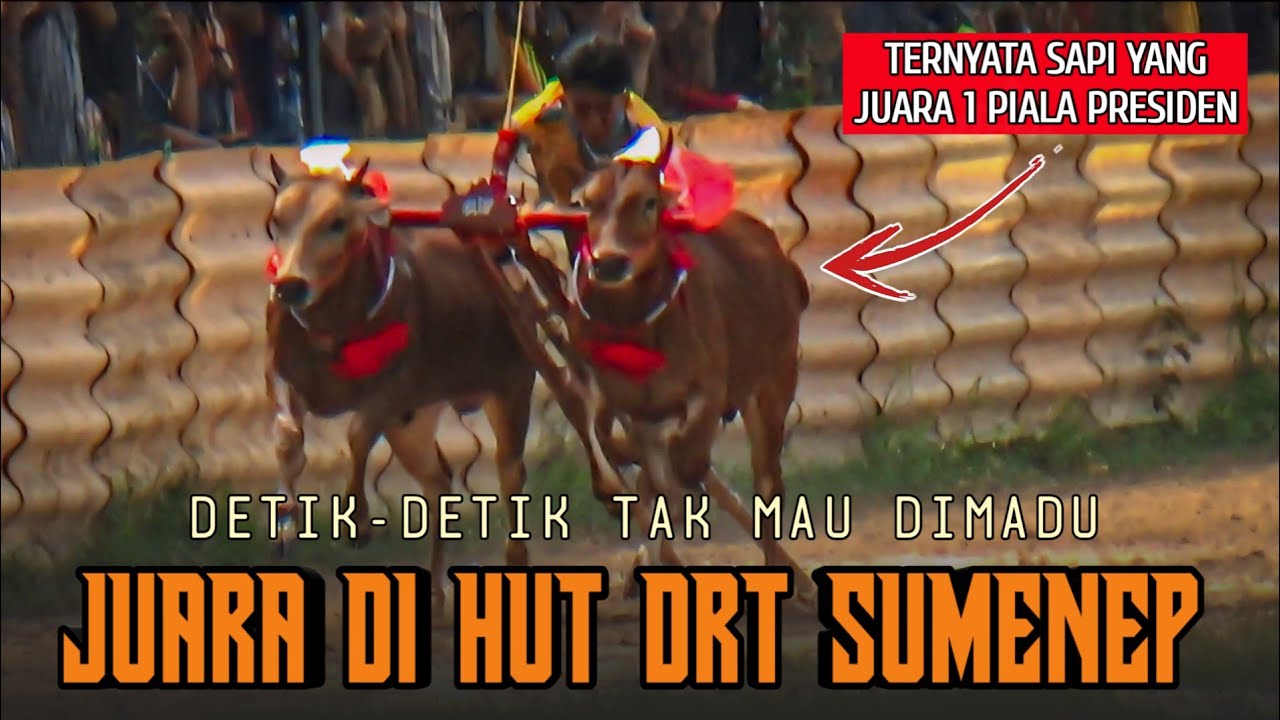 FULL HD‼️SEMI FINAL & FINAL KARAPAN SAPI HUT DRT 2025