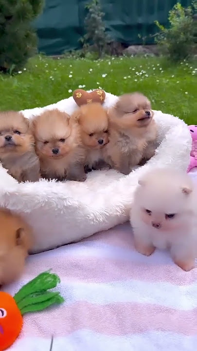 Pomeranian Pomeranian baby cute dog