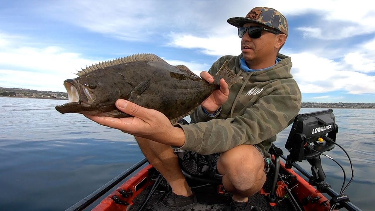 They were on hard structure Mission Bay Spotted Bay Bass & Halibut