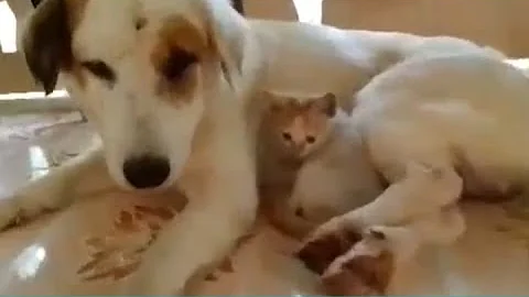 Mother dog who lost her puppies was heartbroken Until she got Kitten...