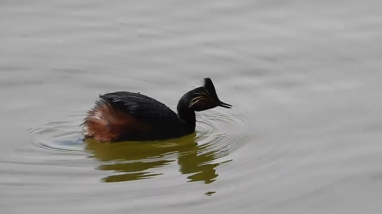 Eared Grebe Swimming and Diving