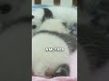 Baby pandas - from birth to climbing