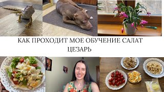 КАК ПРОХОДИТ МОЕ ОБУЧЕНИЕ/САЛАТ ЦЕЗАРЬ