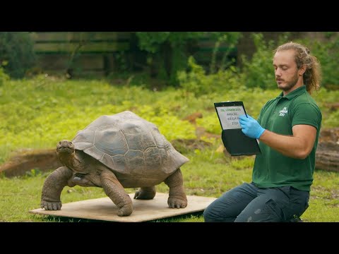 Видео: В Лондонском зоопарке ZSL проводится ежегодное взвешивание животных