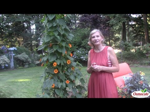 Video: Black Eyed Susan Vine v nádobách – Pěstování Black Eyed Susan Vines v květináči