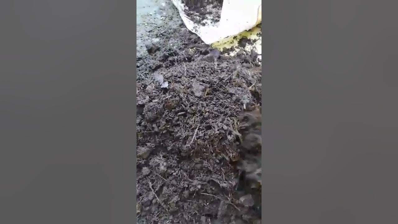 BEST SOIL MIX FOR CALADIUM by Gizel YouTube