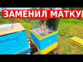 Холодной весной такой теплый  улей реально помогает пчелам/замена матки весной