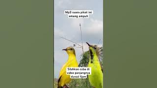 Suara pikat sogon kejepit #pikatsogokontong #suarapikatburungkecil #fyp