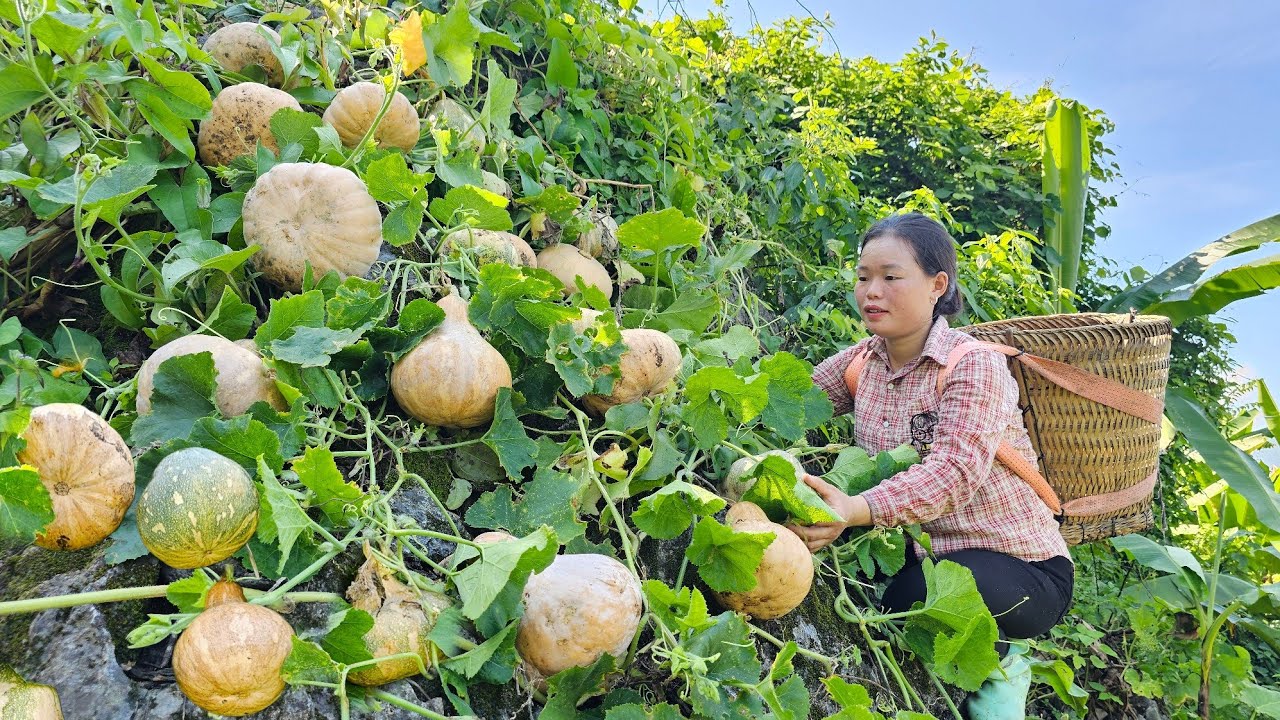 ''Harvesting Pumpkins for Market Sale - Garden Improvement and Growing Red Amaranth''.