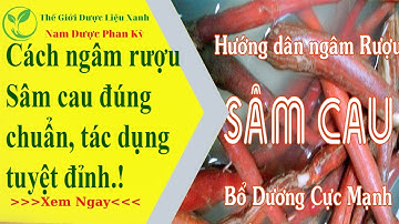 Cách ngâm rượu Sâm cau đúng. Tác dụng tuyệt vời .
