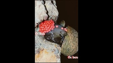 Cận cảnh ốc bưu đẻ trứng #ocbuuden #tiktok