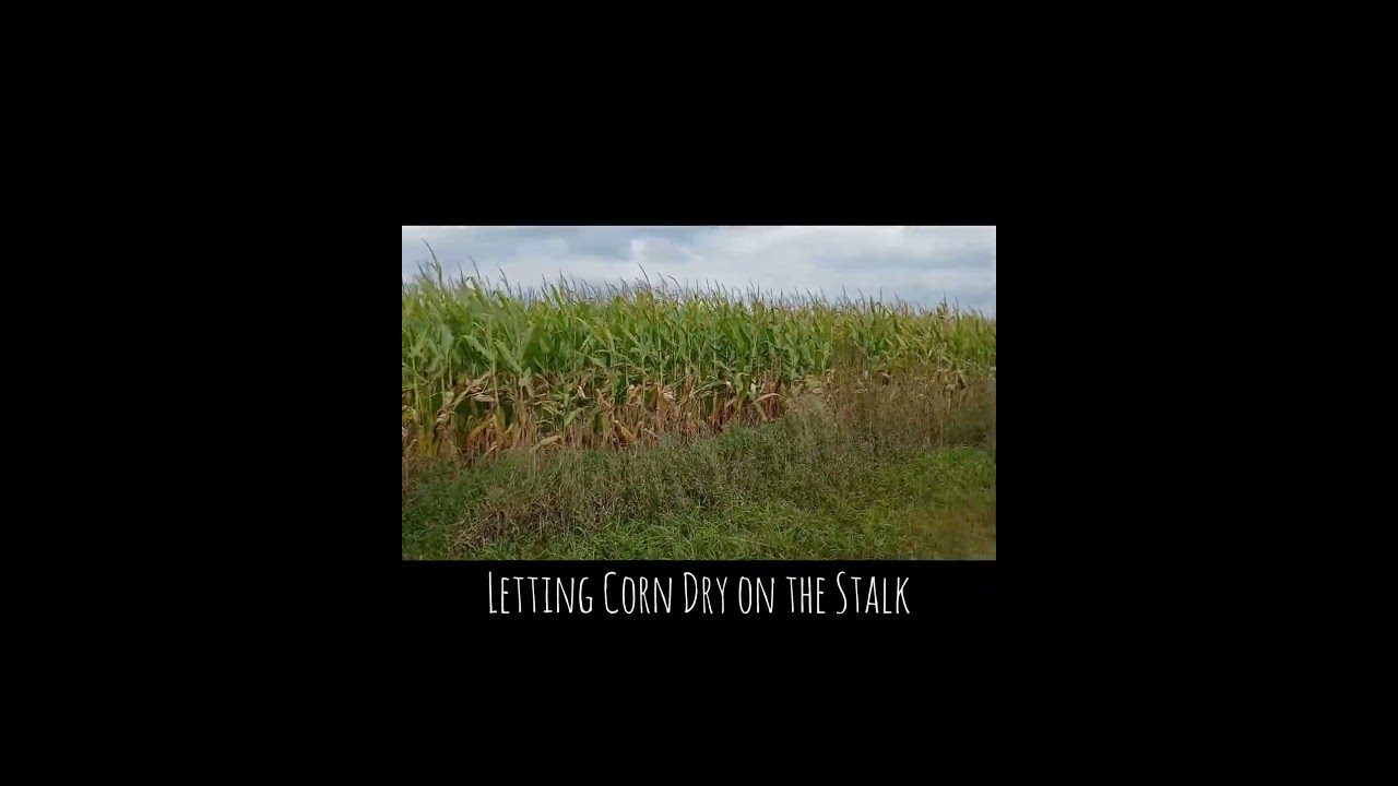 Drying Corn