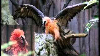 The Best Animalvideos..animal Borodach