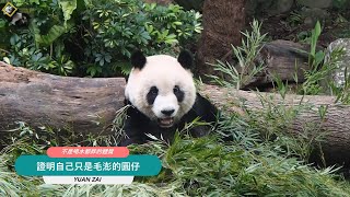 20230409 證明自己只是毛澎，卡在樹幹隙縫吃竹葉，硬從樹幹中隙縫穿越地的圓仔 The Giant Panda Yuan Zai