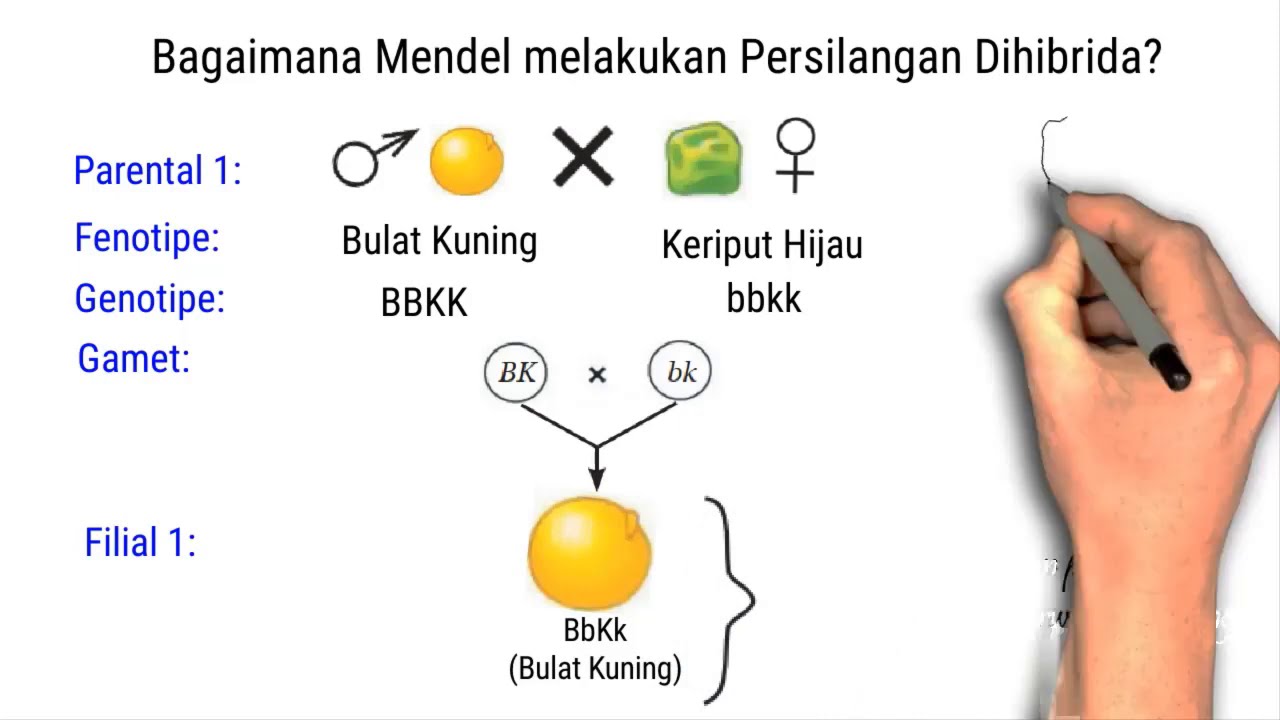 Pewarisan Sifat (Persilangan Dihibrid) IPA Kelas 9 SMP YouTube