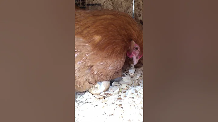 Baby chick hatching time lapse