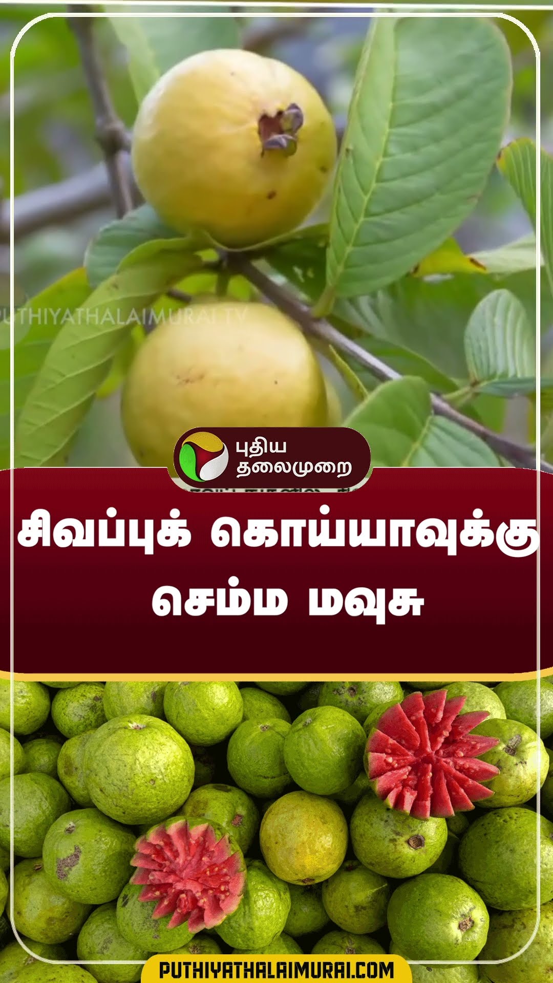 சிவப்புக் கொய்யாவுக்கு செம்ம மவுசு | #shorts | #chennai | #gauva