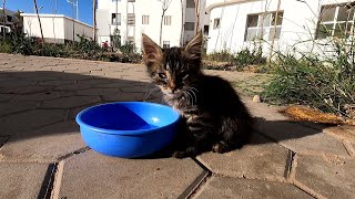 rescue & saving a poor stray kitten crying from street