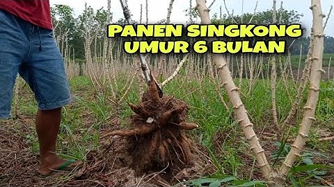 Panen Singkong umur 6 Bulan tembus 31 ton