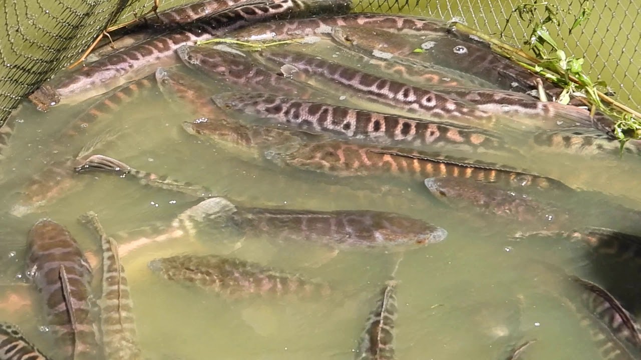 Fishing Giant snakeheads part 03 | to sell 720pHD