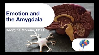 Emotion And The Amygdala