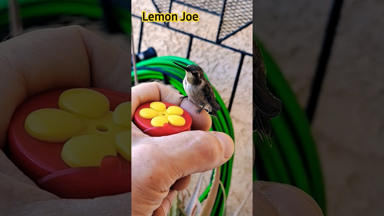 ❤️Chirpy Vids:  -Look At You- 🍋'