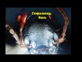 МАКРОФОТОГРАФИИ ЧЛЕНИСТОНОГИХ. Первая часть. Closeup of arthropods. First part.