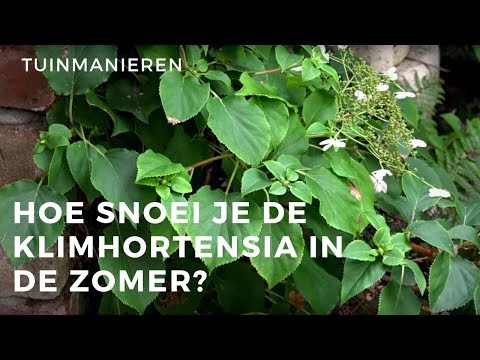 Video: Zijn klimhortensia's groenblijvend?