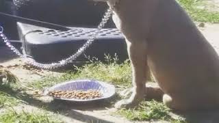 Storm. Bully & Blue. 6 Month Old.