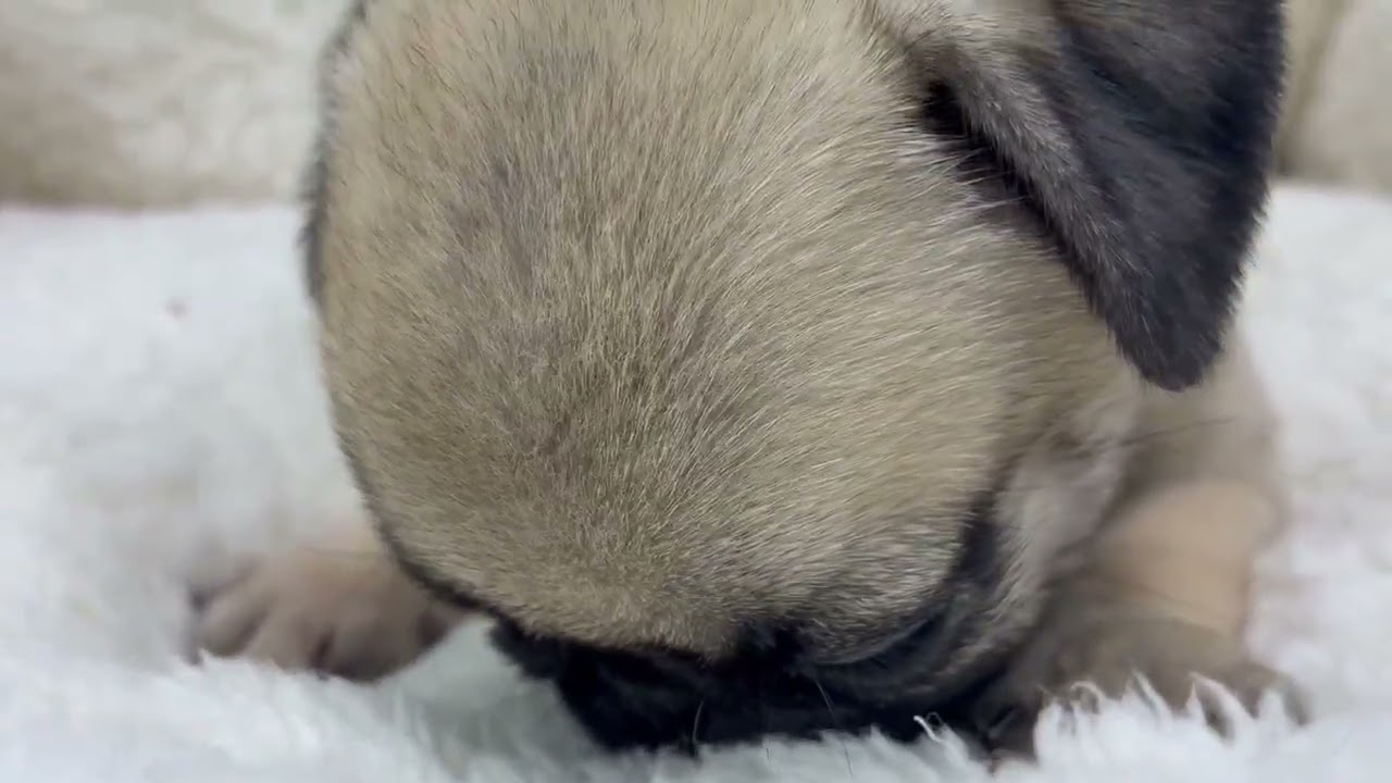 パグの子犬（メス♀） 奈良新庄店 No.00766358｜ペットショップCoo＆RIKU
