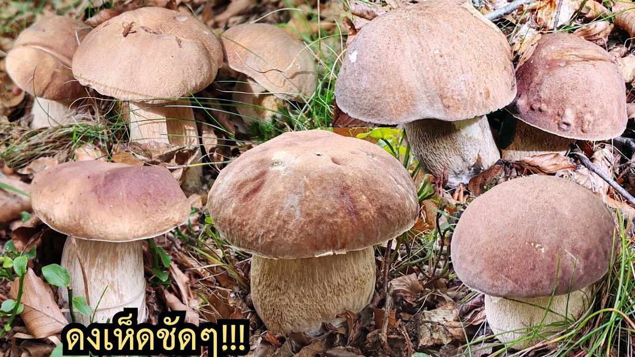 นี่มันดงเห็ด​ชัดๆ!! มีแต่ดอกงามๆเก็บมันส์​สุดๆ.Ep98/2025