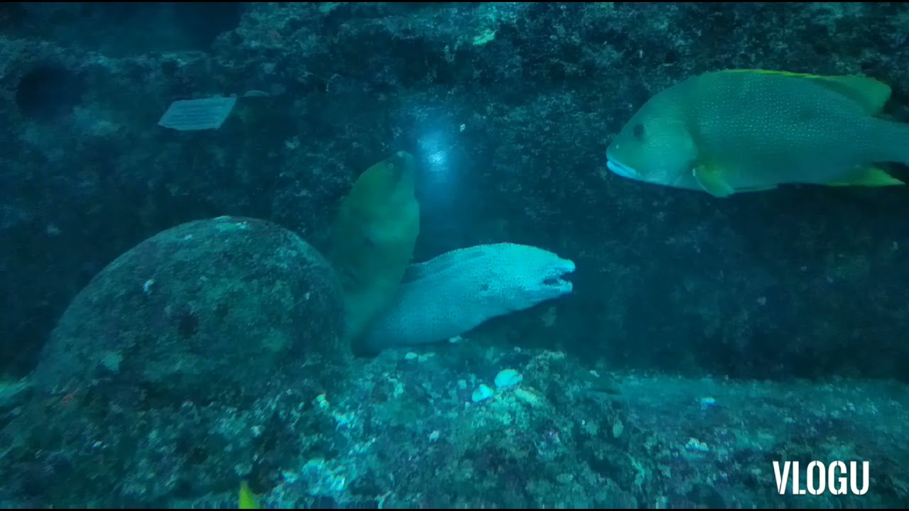 Singapore Sea aquarium!!