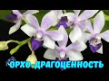 Необычные  &quot;драгоценные&quot; орхидеи💎Phal. Tzu Chiang Sapphire и Phal. pulcherrima 4N &#39;Yaphon&#39;