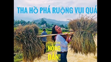 THỎA THÍCH PHÁ PHÁCH RUỘNG ĐỒNG CỦA NGƯỜI GIÁY Ở QUANG KIM - BÁT XÁT- LÀO CAI|by BÀ BÁN PHỞ