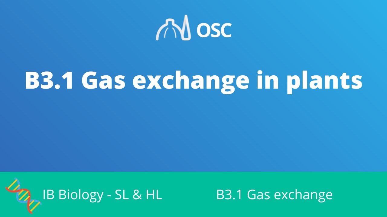 B3.1 Gas Exchange in Plants [IB Biology SL/HL]