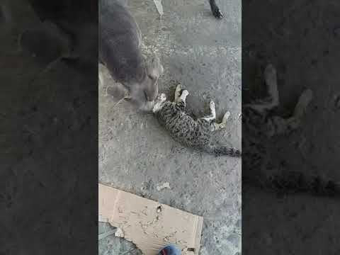 pitbull  mata brutalmente gato