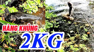 Đụng HUGO 2kg | #Câu cá lóc rừng U Minh Thượng | #lure #@huukhuynhkiengiang (tập 79)