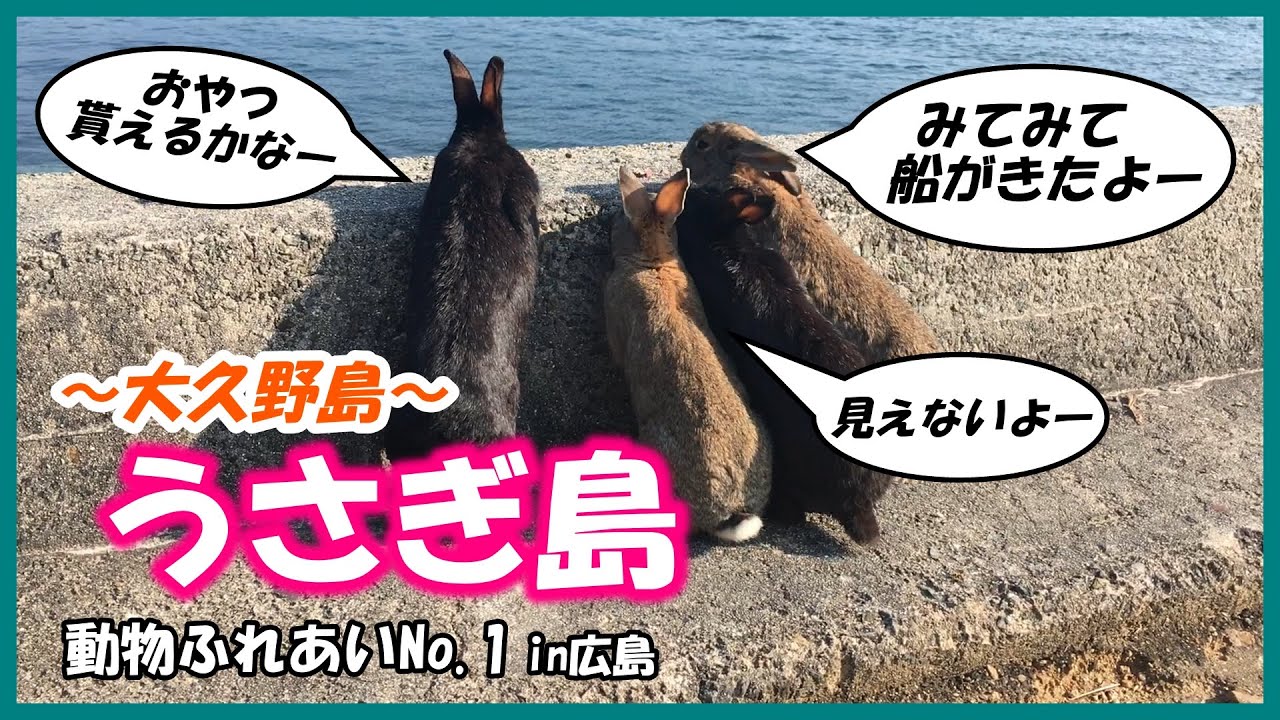 【大久野島】動物ふれあいNo.1！in広島「ウサギ編」～エサあげてみた～ YouTube